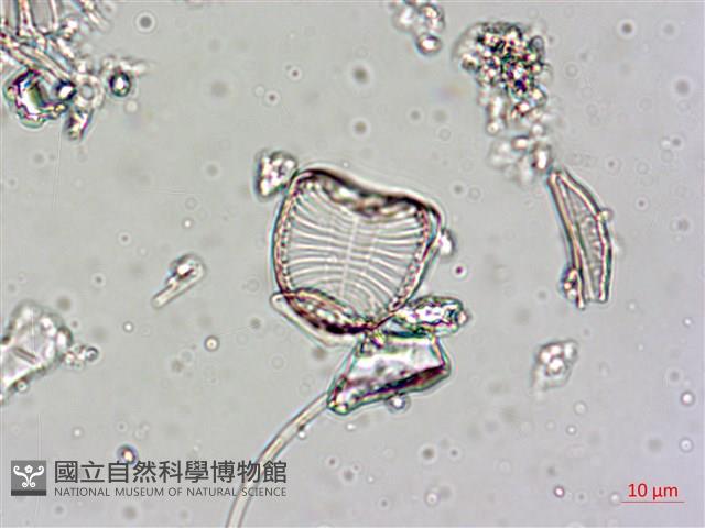 登錄號:A00004544藏品圖，第5張