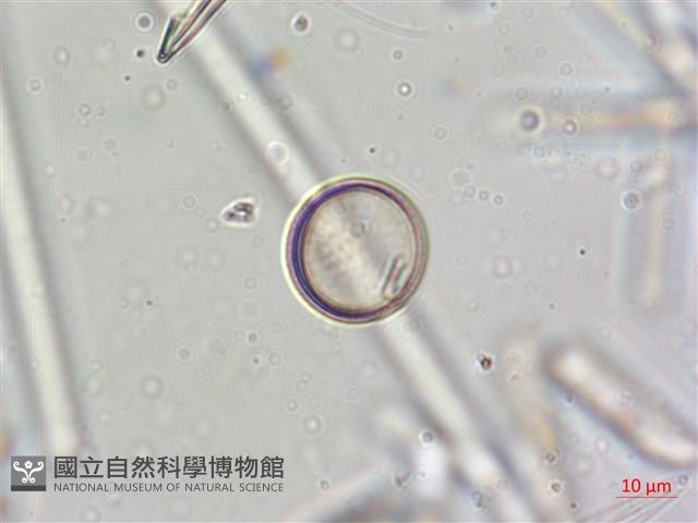 登錄號:A00004637藏品圖，第5張
