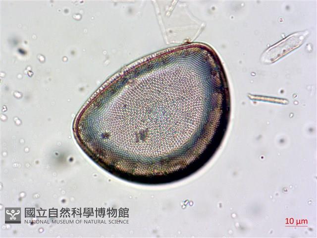 登錄號:A00004657藏品圖，第5張