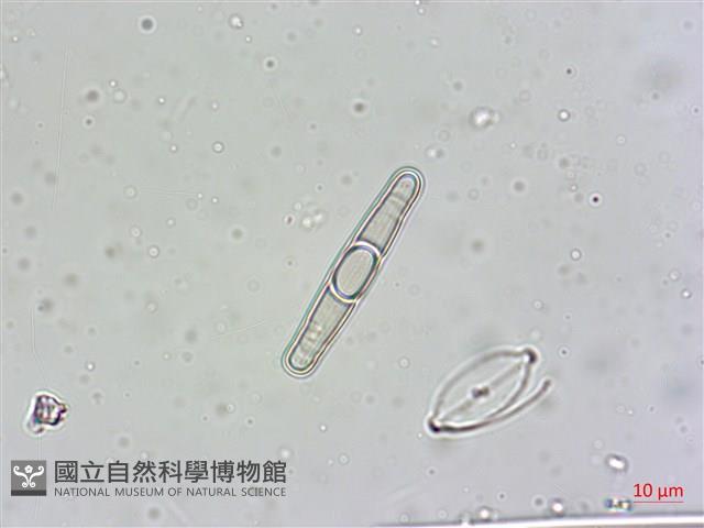 登錄號:A00004557藏品圖，第5張