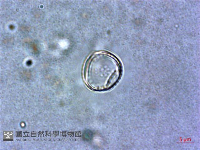 登錄號:A00004527藏品圖，第5張
