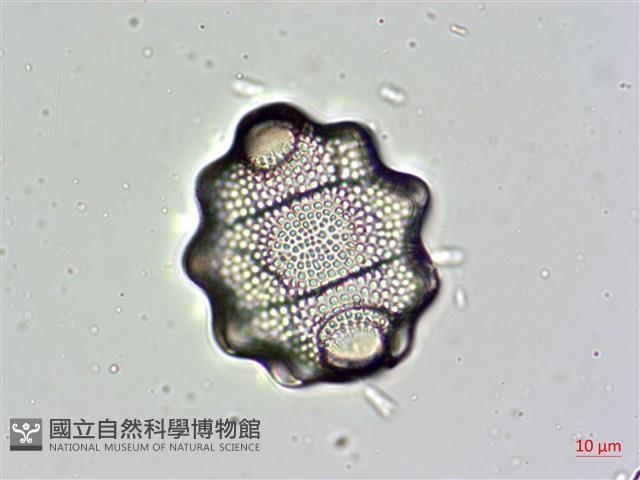 登錄號:A00004477藏品圖，第5張