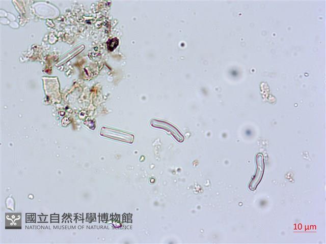 登錄號:A00004597藏品圖，第5張