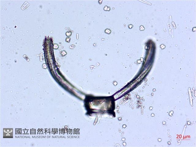 登錄號:A00004547藏品圖，第5張