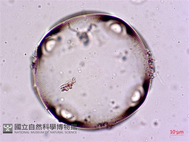 登錄號:A00004567藏品圖，第5張