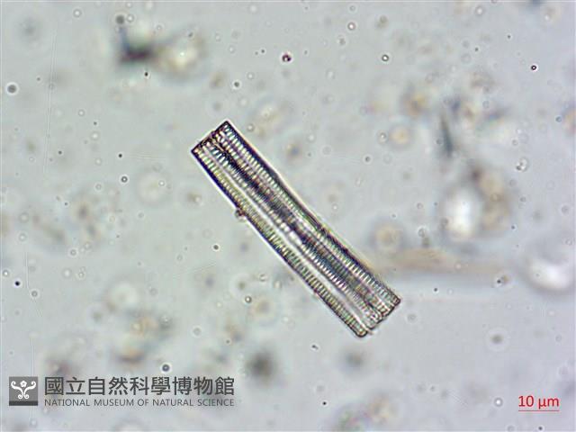 登錄號:A00004607藏品圖，第5張