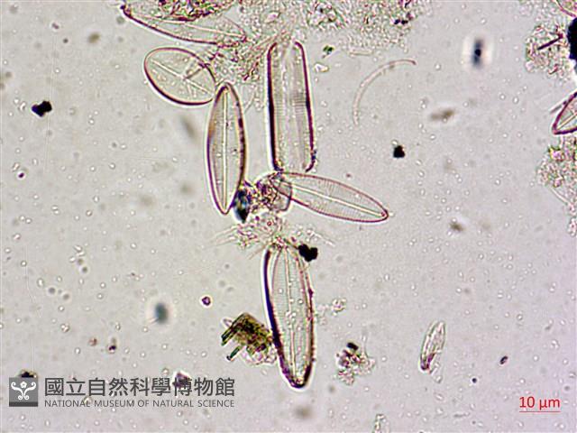 登錄號:A00004587藏品圖，第5張