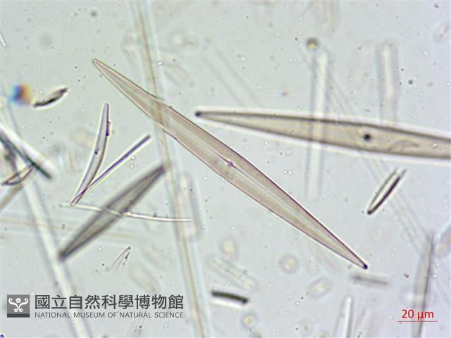 登錄號:A00004635藏品圖，第5張