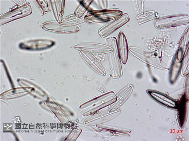 登錄號:A00004555藏品圖，第5張