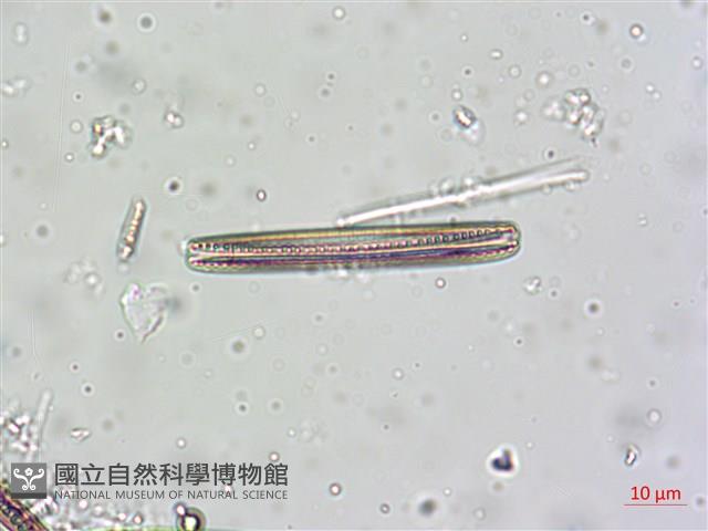 登錄號:A00004625藏品圖，第5張