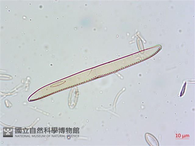 登錄號:A00004675藏品圖，第5張