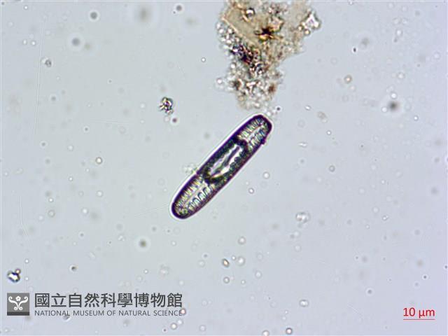 登錄號:A00004595藏品圖，第5張