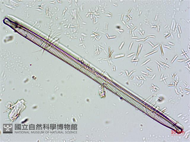 登錄號:A00004665藏品圖，第5張