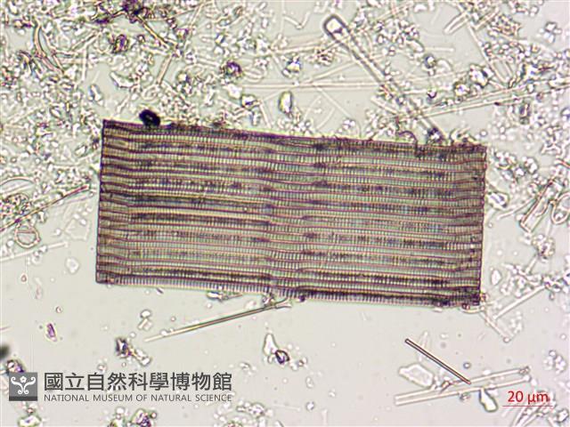 登錄號:A00004565藏品圖，第6張