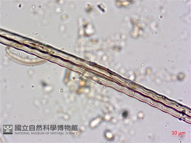 登錄號:A00004605藏品圖，第5張