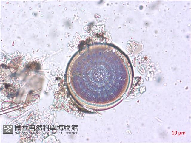 登錄號:A00004505藏品圖，第5張