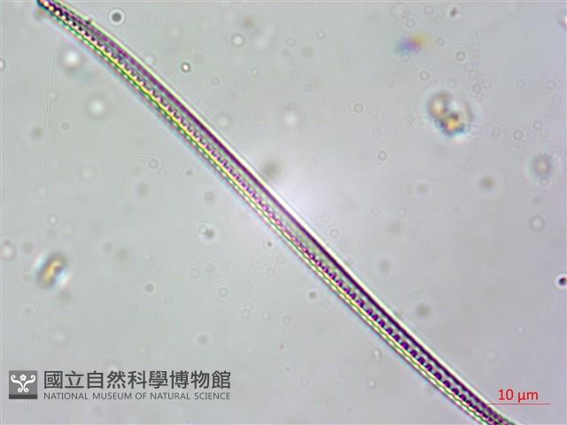 登錄號:A00004631藏品圖，第5張