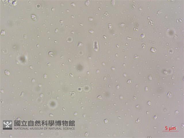 登錄號:A00004610藏品圖，第5張