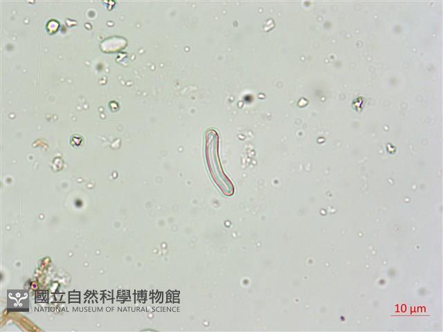 登錄號:A00004600藏品圖，第5張