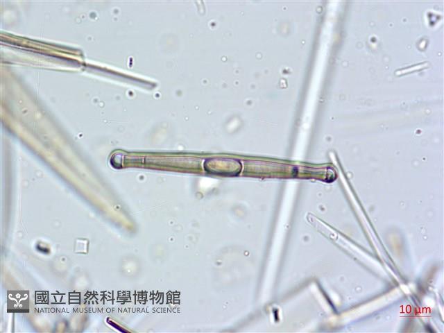 登錄號:A00004633藏品圖，第5張