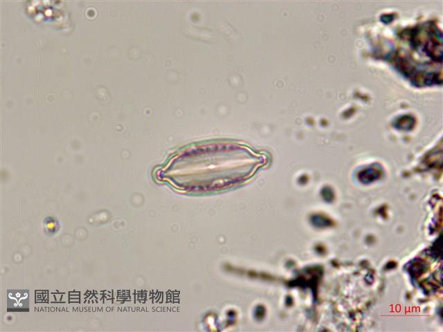 登錄號:A00004533藏品圖，第5張