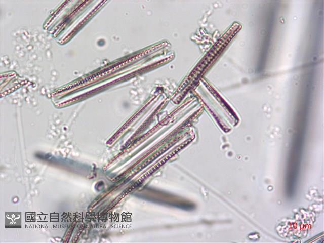 登錄號:A00004623藏品圖，第5張