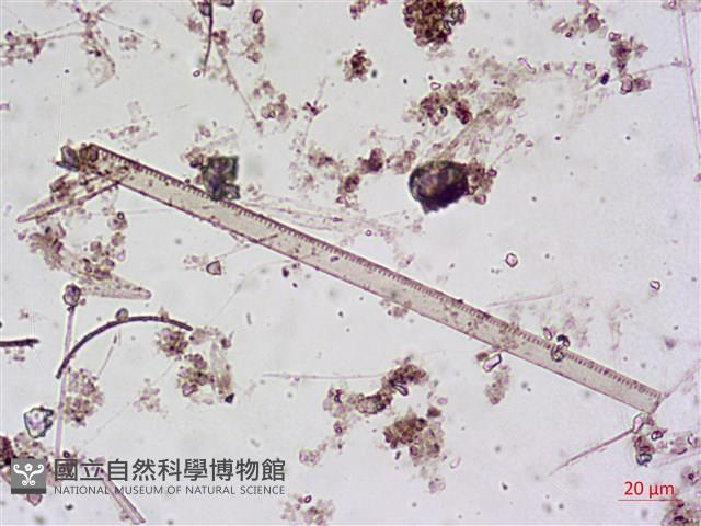 登錄號:A00004643藏品圖，第5張