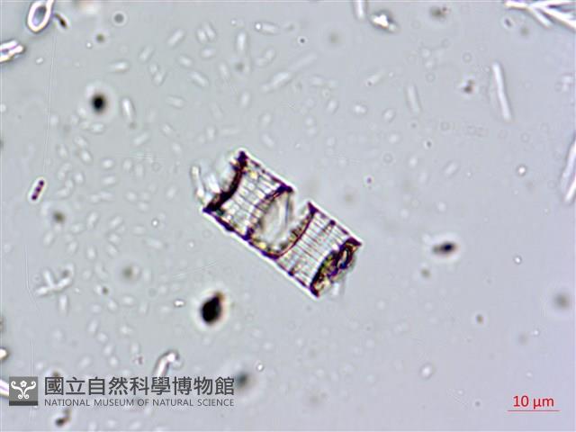登錄號:A00004660藏品圖，第12張