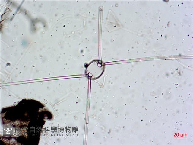 登錄號:A00004653藏品圖，第15張