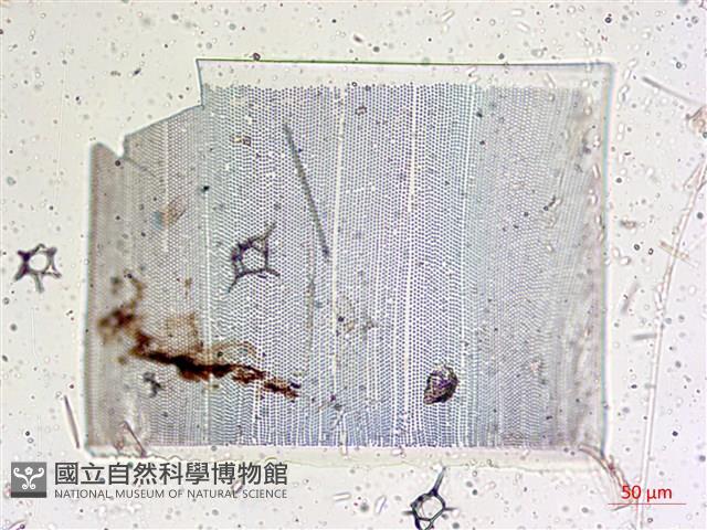 館號:A00004642藏品圖，第46張