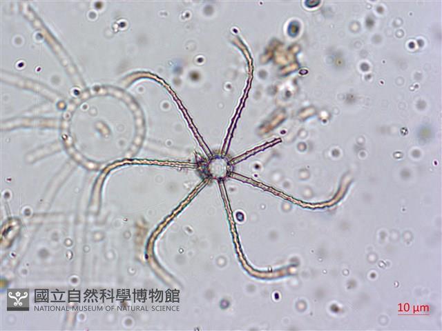 館號:A00004642藏品圖，第36張
