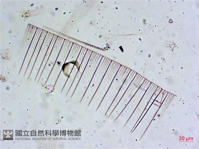 登錄號:A00004656藏品圖，第27張