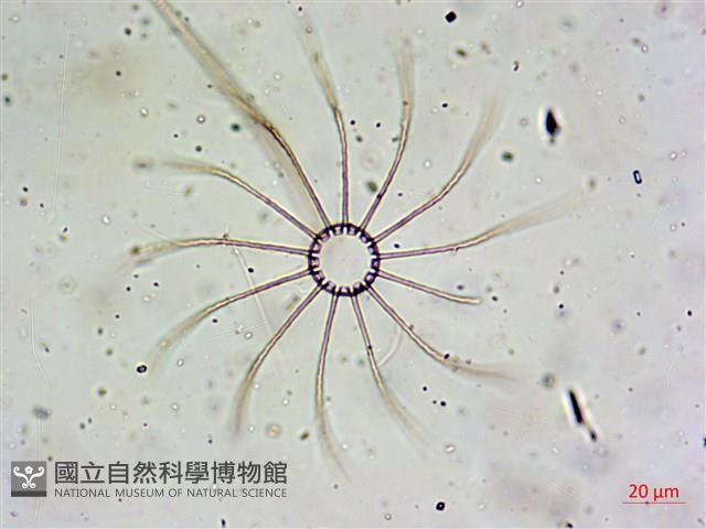 登錄號:A00004652藏品圖，第7張