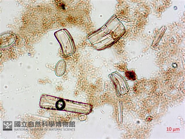 登錄號:A00004552藏品圖，第8張