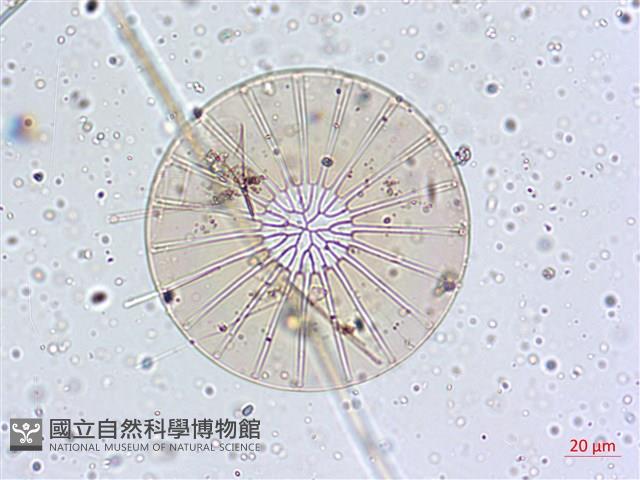 館號:A00004642藏品圖，第8張