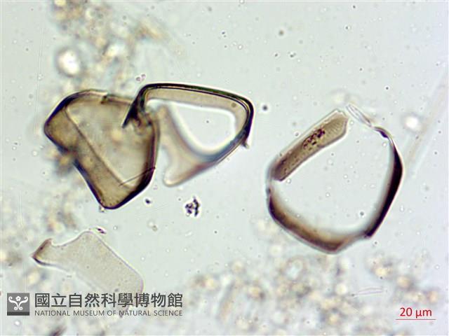 登錄號:A00004562藏品圖，第8張