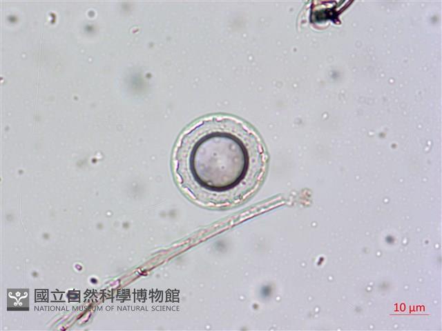 登錄號:A00004658藏品圖，第7張