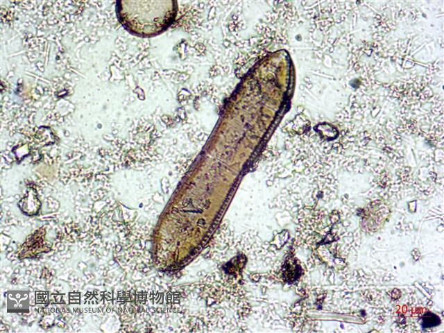登錄號:A00004578藏品圖，第7張