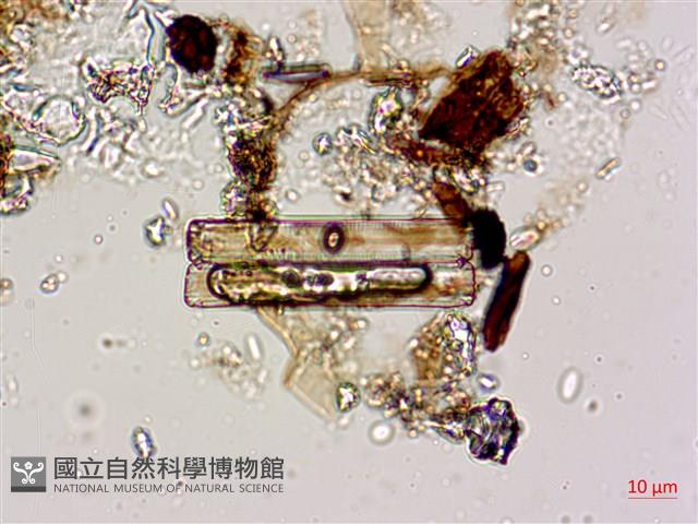 登錄號:A00004598藏品圖，第7張