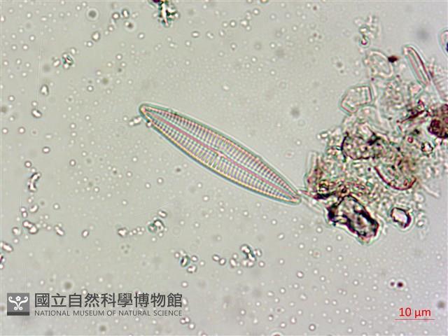 登錄號:A00004548藏品圖，第7張