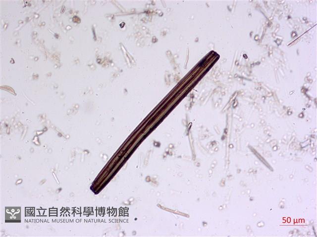 館號:A00004568藏品圖，第7張