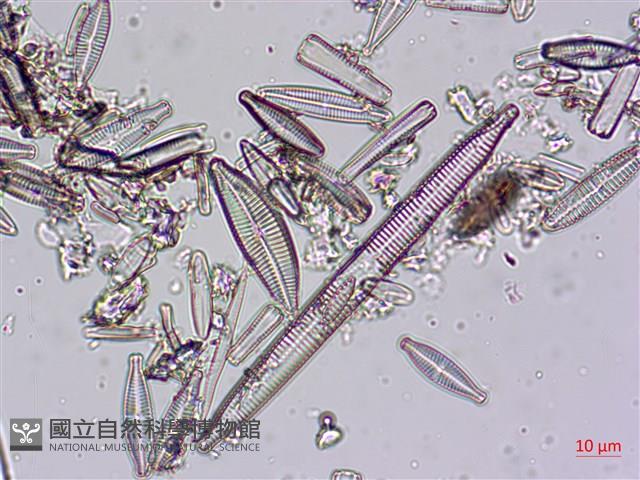 登錄號:A00004608藏品圖，第7張
