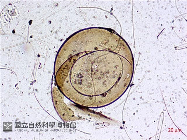 登錄號:A00004588藏品圖，第7張