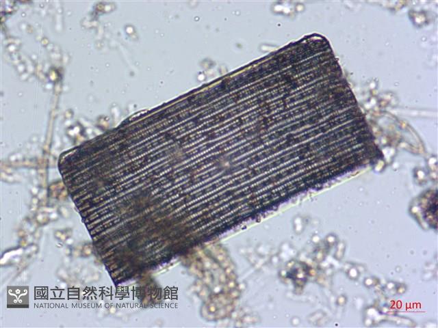 登錄號:A00004539藏品圖，第7張