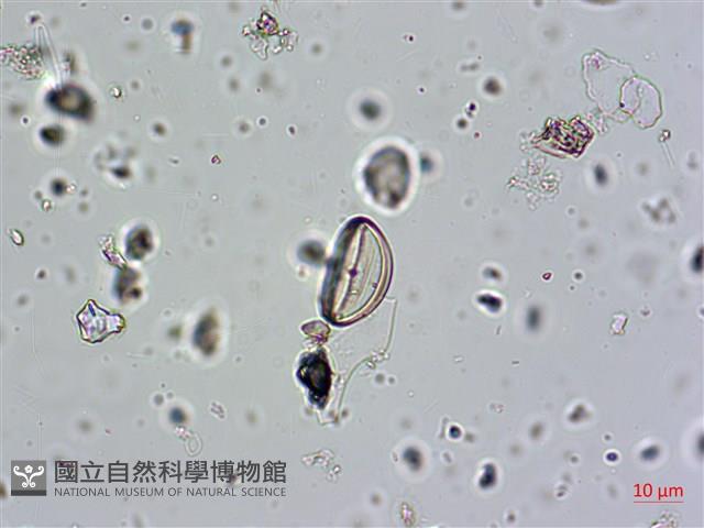 登錄號:A00004579藏品圖，第7張