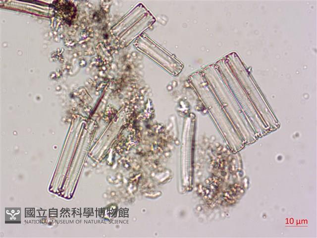 登錄號:A00004619藏品圖，第7張