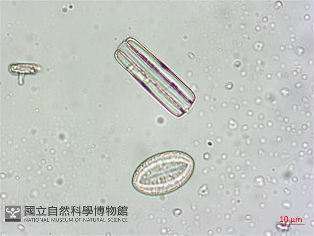 登錄號:A00004549藏品圖，第7張