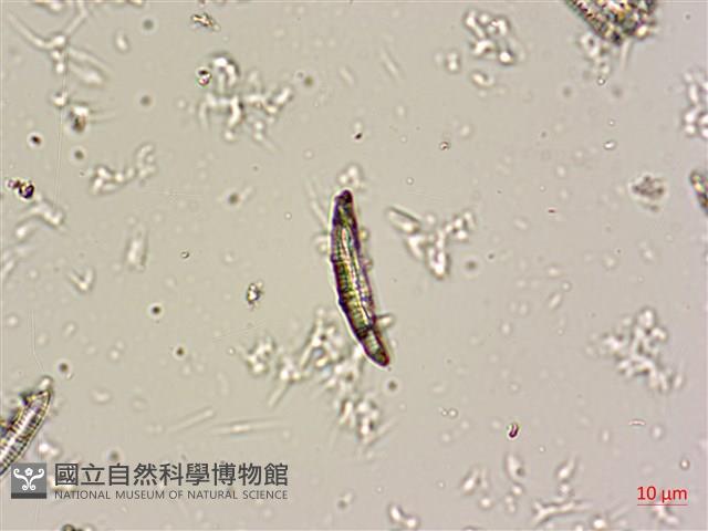 登錄號:A00004669藏品圖，第7張