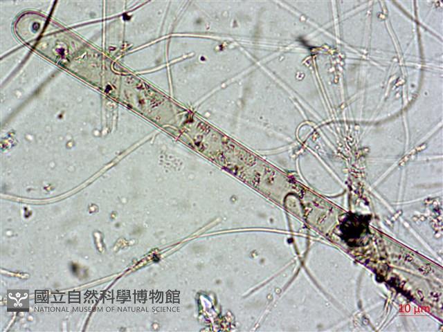 登錄號:A00004589藏品圖，第7張