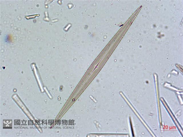登錄號:A00004636藏品圖，第7張